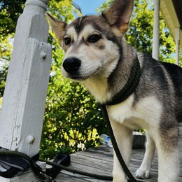 John - Sable and white male Siberian Husky puppy in Rochester, Indiana from Dances With Huskies
