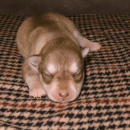 Girl 1 - Red and white female Alaskan Klee Kai puppy in Shelbyville, Tennessee from Gems Rat Terriers