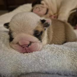 BLUE - Red male Bulldog puppy in Walhalla, South Carolina from Lowery's English Bulldogs