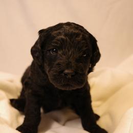 Lemon Bar (Yellow collar) - Black male Goldendoodle puppy in Seattle, Washington from Dream Lake Doodles