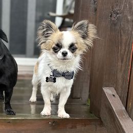 Miso - Chihuahua