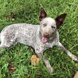 May - Australian Cattle Dog