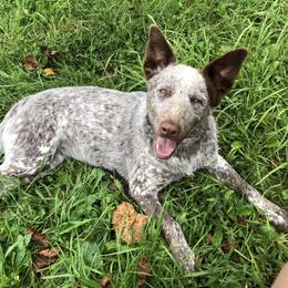 May - Australian Cattle Dog