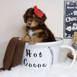 Aussiedoodle Puppies from Silva Ranch Doodles