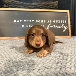 Brody - Chocolate and tan male Dachshund puppy in Stilwell, Oklahoma from B & K Dachshunds