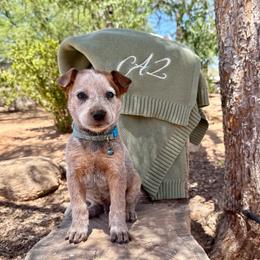 Ben - Red speckled male Australian Cattle Dog puppy in Sahuarita, Arizona from A2 Australian Cattle Dogs