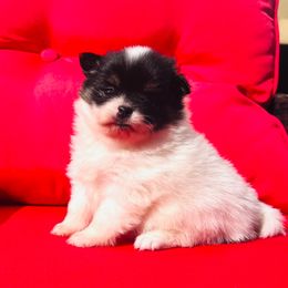 Tootsie - Black parti female Pomeranian puppy in Buck Valley, Pennsylvania from Buck Valley Pomeranians