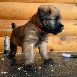 Australian Shepherd and Soft Coated Wheaten Terrier Puppies from Ironwood Ridge Kennels