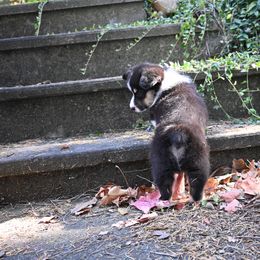 Pembroke Welsh Corgi Puppies from A&A’s Adorable Corgis