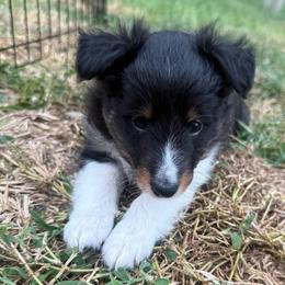 Lana - Black white and tan female Shetland Sheepdog puppy in Jefferson City, Missouri from Bax’s Babies