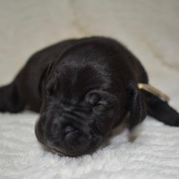 Angel's Envy - Black and white female Great Dane puppy in Chapmansboro, Tennessee from Balthrop Bend Farms