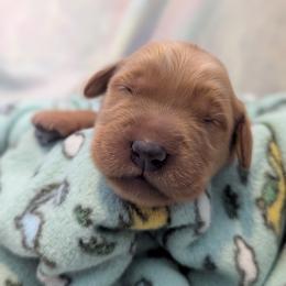 Boltund - Dark golden female Golden Retriever puppy in Minneapolis, Minnesota from Firestorm Goldens