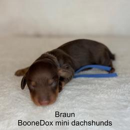 Braun - Chocolate and tan male Dachshund puppy in Lexington, Oklahoma from BooneDox Miniature Dachshunds