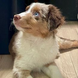 Arrow - Red merle male Miniature Australian Shepherd puppy in Somerset, Kentucky from Natural Life Ranch