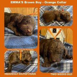 Brown Orange Collar Boy - Brown male Poodle puppy in Charlo, Montana from Heavenly Hilltop Farm