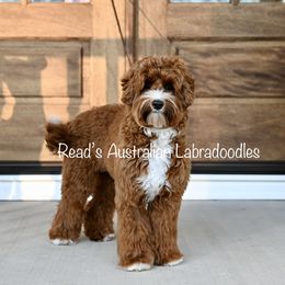 Australian Labradoodles from Read's Australian Labradoodles