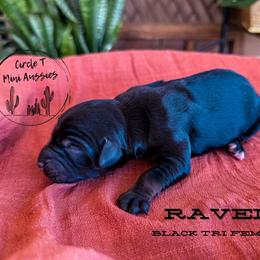 Girl 2 - Black tri female Miniature Australian Shepherd puppy in Apache Junction, Arizona from Circle T Mini Aussies