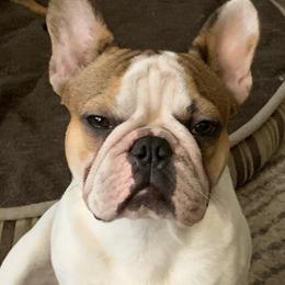 Neo - French Bulldog