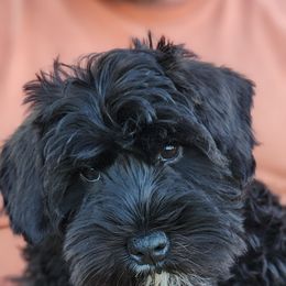 Mr. Captain America - Black male Miniature Schnauzer puppy in Piedmont, Oklahoma from J&K's Miniature Schnauzers
