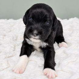 Kie - Black female Goldendoodle puppy in Springfield, Ohio from Dawson & Daryn's Royal Companions