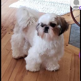 Shih Tzu Puppies from Jazzie Shih Tzu