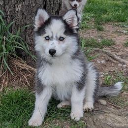 Bobby - Black and white female Pomsky puppy in Charlotte, Michigan from Moore Pomskies