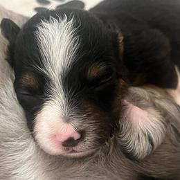 Tinker bell - Black tri female Miniature Australian Shepherd puppy in Denair, California from CenCal Mini Aussies