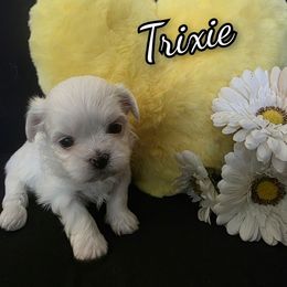 Trixie - White female Mal-Shi puppy in Belleville, Michigan from Michigan Maltese Puppies