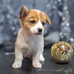Butternut - Sable and white female American Corgi puppy in Gouverneur, New York from St. Lawrence Corgis