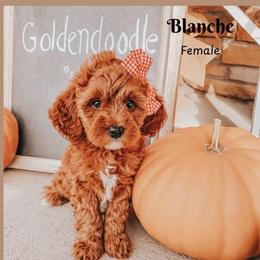Blanche - Red  female Goldendoodle puppy in Hilton, New York from The House of Goldendoodle