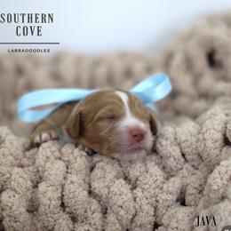 Java - Caramel red male Australian Labradoodle puppy in Winter Haven, Florida from Southern Cove Labradoodles