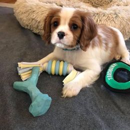 Cavalier King Charles Spaniel Puppies from CK Cavaliers