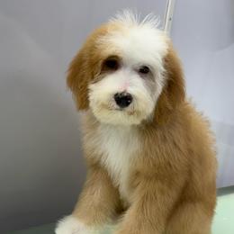 Clover - Red female Bernedoodle puppy in Temecula, California from Country Hills Doodles