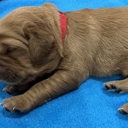 Girl 2 - Golden Retriever puppy in Kentucky from Schueller's Golden Retrievers