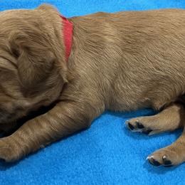 Girl 2 - Golden Retriever puppy in Kentucky from Schueller's Golden Retrievers