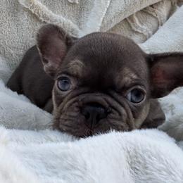Girl 3 - Brindle female French Bulldog puppy in City Of Industry, California from Cert. Frenchies