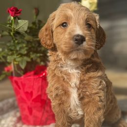 Cavalier King Charles Spaniels, Cavapoos, and Goldendoodles from FriendlyPals