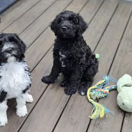 Portuguese Water Dog puppies from Charly's Angels Portuguese Water Dogs