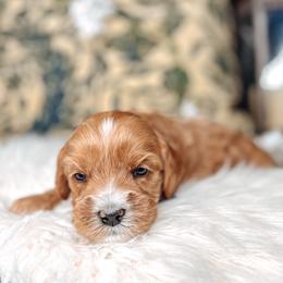 Purple Collar - Lord Anthony - Caramel male Australian Labradoodle puppy in Decatur, Alabama from Southern Meadows Doodles