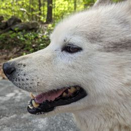 Judah - Siberian Husky