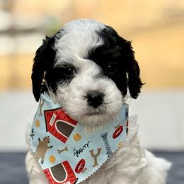 Oreo - Tri-color male Cavapoo puppy in Mona, Utah from Hearts Full of Puppies