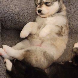 Moonstone - Gray and white Siberian Husky puppy in Meridian, Mississippi from JJ's Huskies