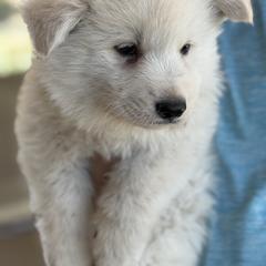 ScenicCreek Bellissima - White female Berger Blanc Suisse puppy in Bexar County, Texas from Scenic Creek German Shepherds and White Swiss Shepherds