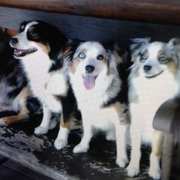 Miniature Australian Shepherds and Rhodesian Ridgebacks from Tall Oaks