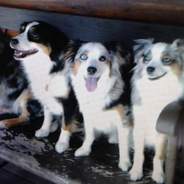 Miniature Australian Shepherds and Rhodesian Ridgebacks from Tall Oaks