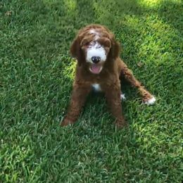 Bernedoodle and Goldendoodle Puppies from Heartfelt GoldenDoodles