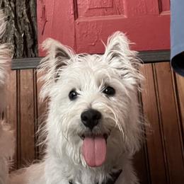 West Highland White Terriers from Red Rock Farms
