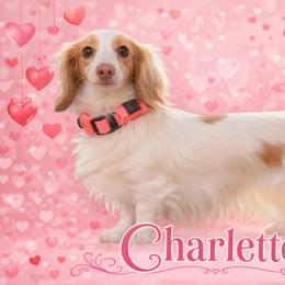 Charlette - Dachshund
