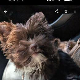 Kandi - Liver female Yorkshire Terrier puppy in Gaylesville, Alabama from Sweet Alabama Yorkies