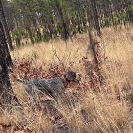 German Wirehaired Pointer puppies from Cypress Ridge GWP